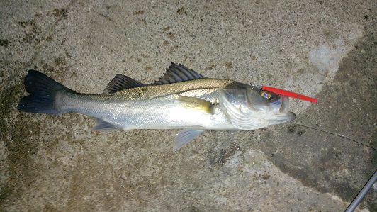 冬のシーバス 釣りとキャンプとコーヒーと