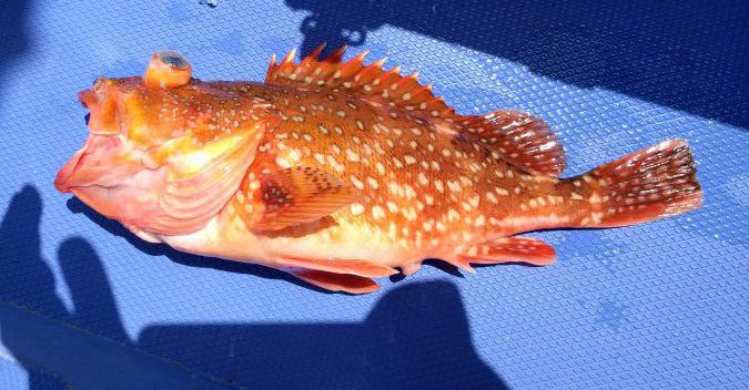 城ヶ島からジギング仕立て船でブリ ヒラマサを狙う 釣りとキャンプとコーヒーと