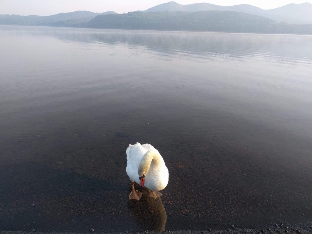山中湖との白鳥