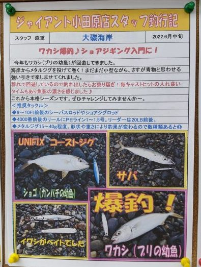 大磯海岸のショアジギ