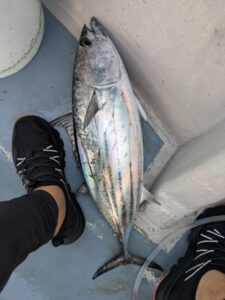 カツオの大きさ