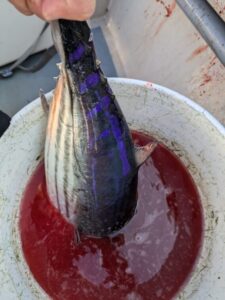 釣ったカツオはすぐ〆る