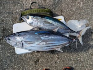 カツオがクーラーボックスに入らない