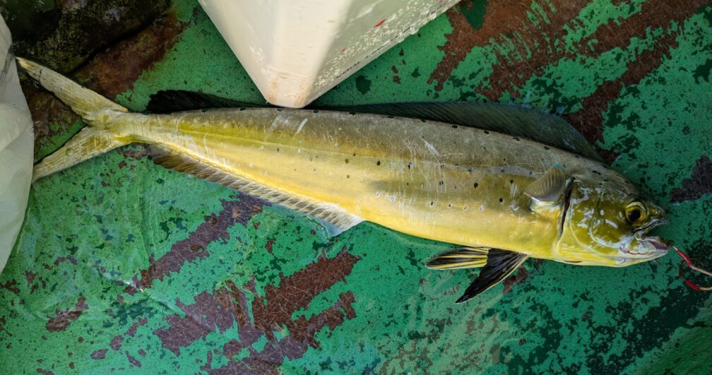 相模湾のシイラ(ぺんぺん)