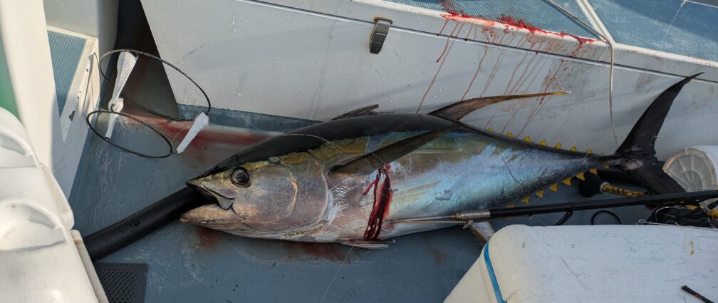 相模湾で釣れる50kgオーバーのキハダマグロ