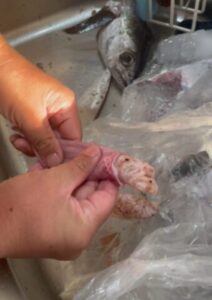 コマセ船で釣れたカツオの胃の中