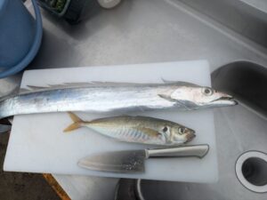 神奈川沖の金田湾で釣れたタチウオとアジ