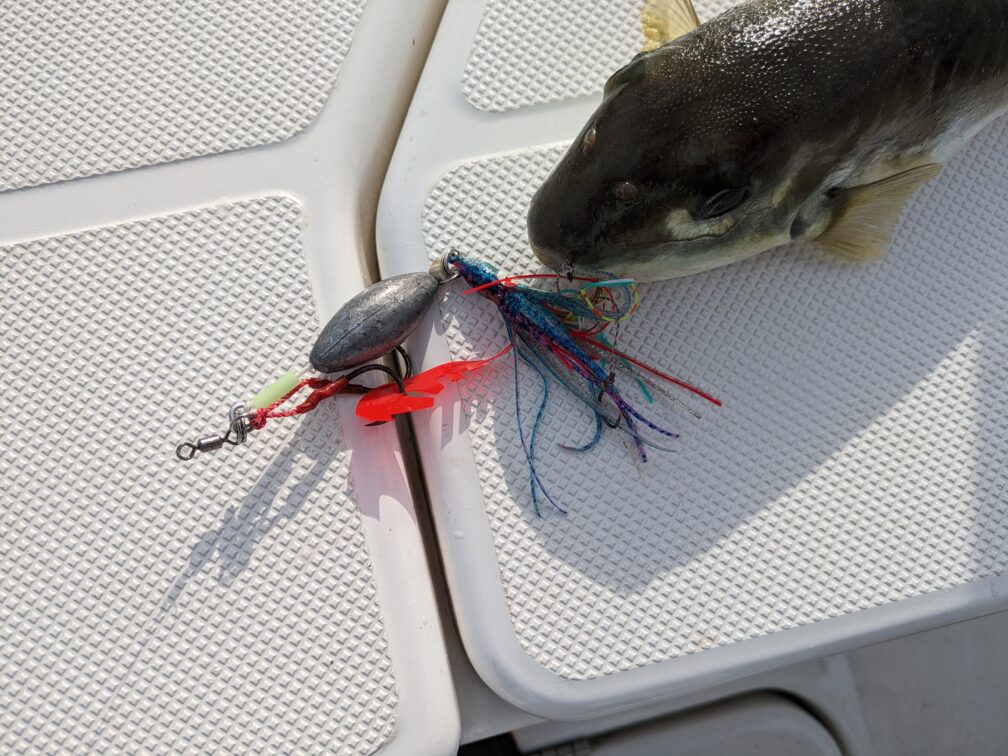 オモックで釣れる魚