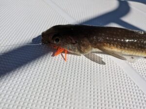 オモックで釣れたエソ