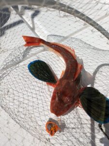 オモックで釣れたホウボウ