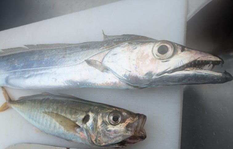 東京湾のアジとタチウオ