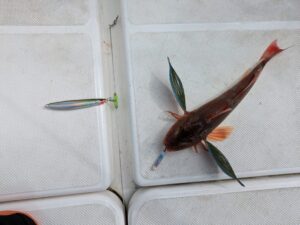 オフショア弓角で釣れたホウボウ