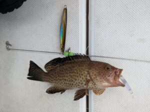 弓角で釣れたハタ