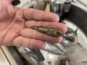 カツオの胃袋にいたベイト