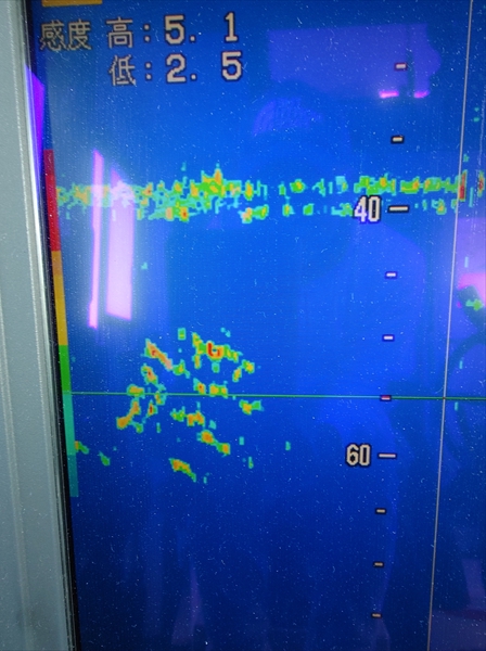相模湾のマグロの魚探反応