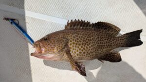 メタルフリッカで釣れたオオモンハタ