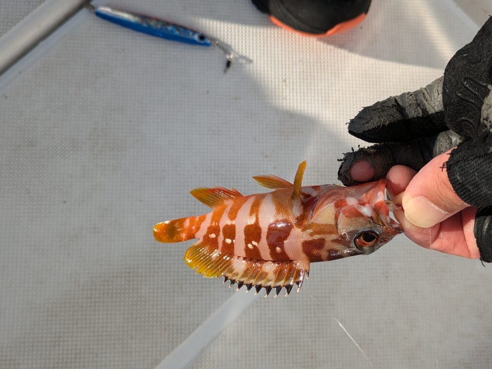 ジギング弓角で釣れたハタ