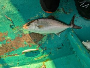 ジギング弓角にヒットしたカンパチ