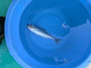 ジグサビキで釣れたアジ