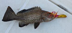 おすすめのタイラバヘッド-ブレードブレーカー