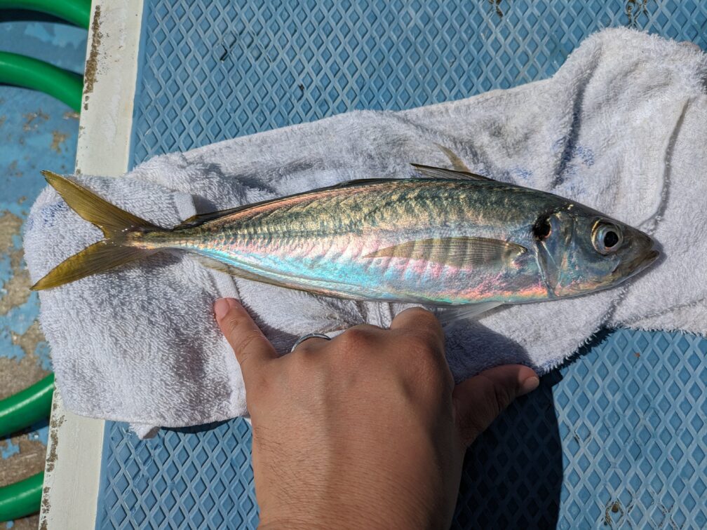 ナイスサイズのアジ