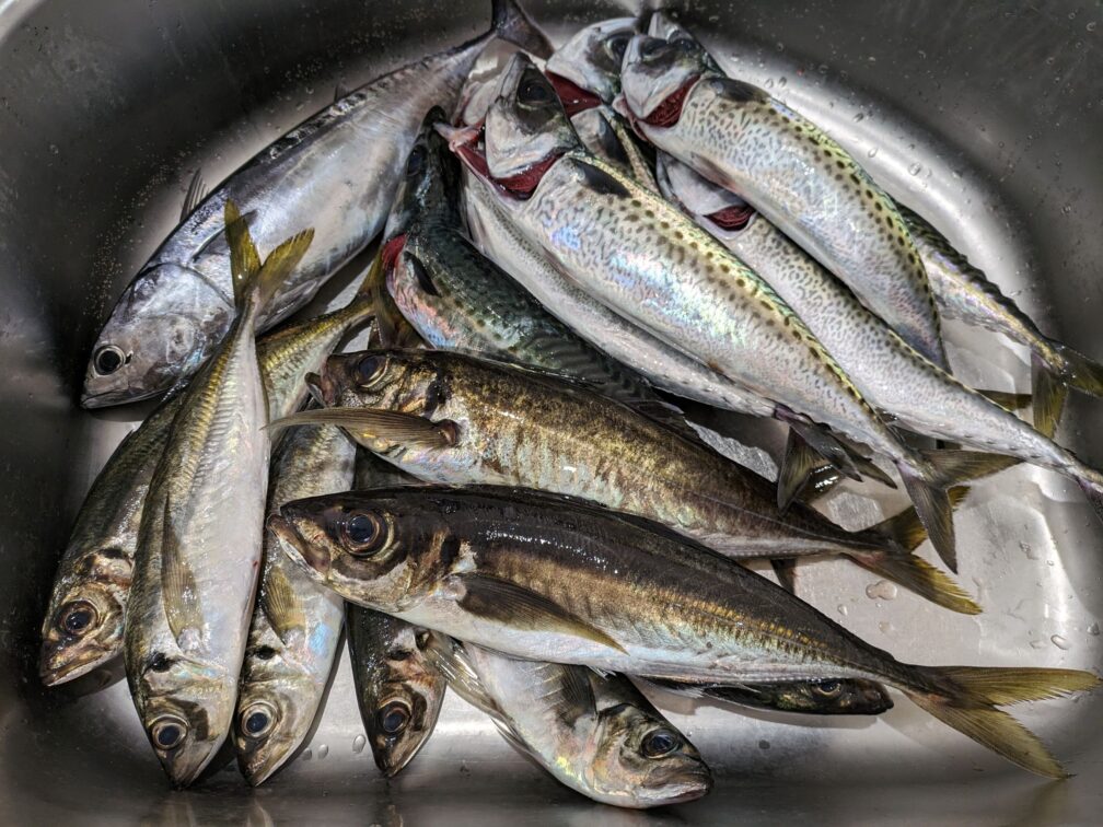 湘南アジ五目船の釣果-6月