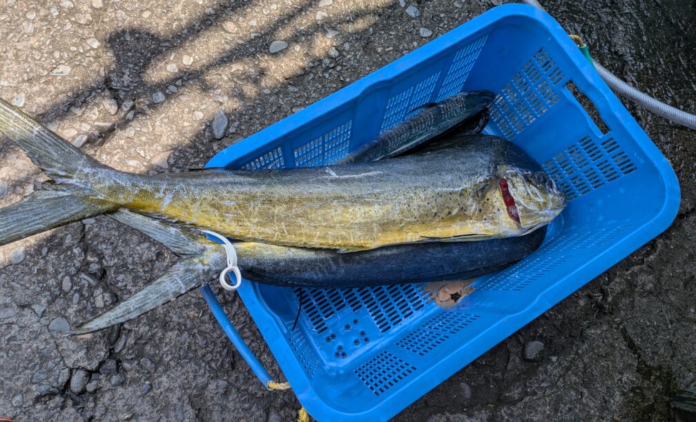 人が釣ったシイラ