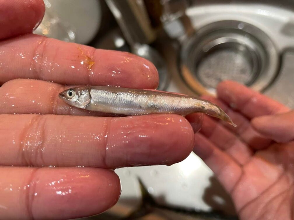 サバの胃袋にいたワカサギ
