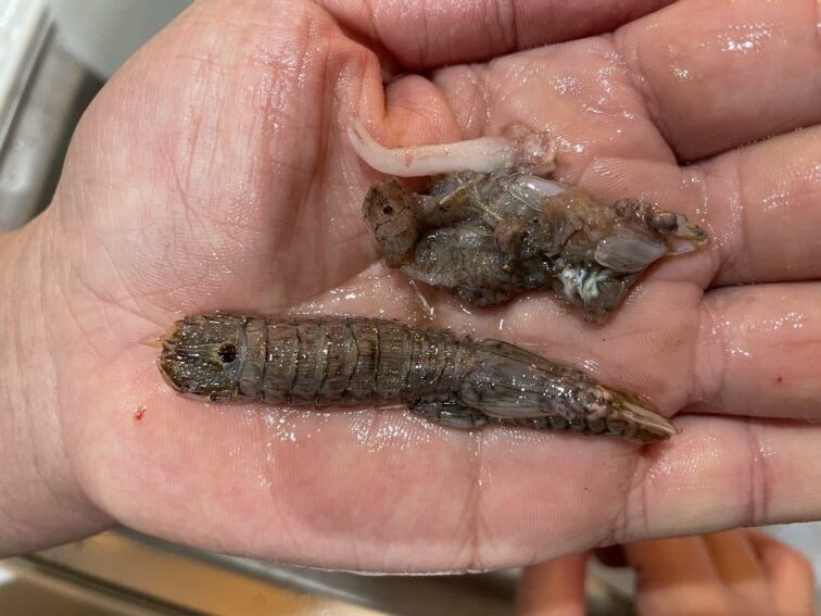 冬のホウボウの胃袋から出てきたシャコ