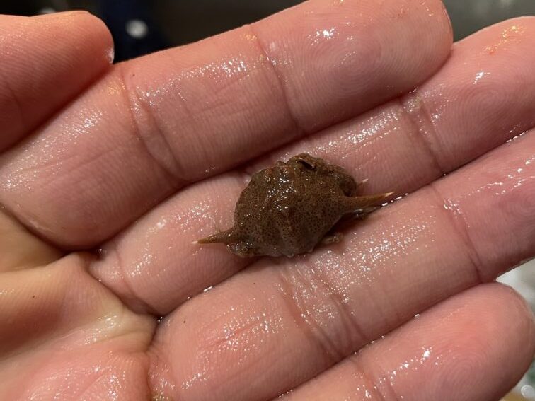 冬のホウボウの胃袋から出てきたカニ