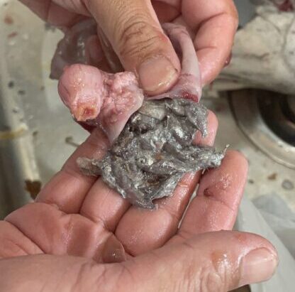 カツオの胃袋から出てきたシラス