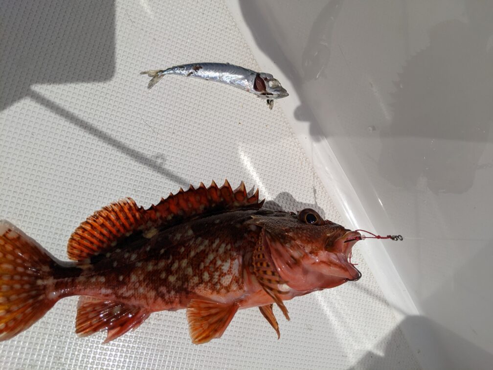 カサゴが吐き出したイワシ