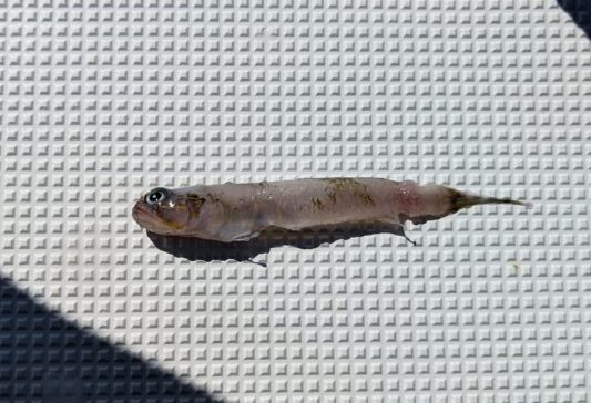 釣れた魚が吐き出したベイト