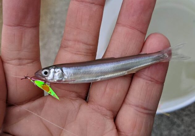 漁港で釣れたワカサギ