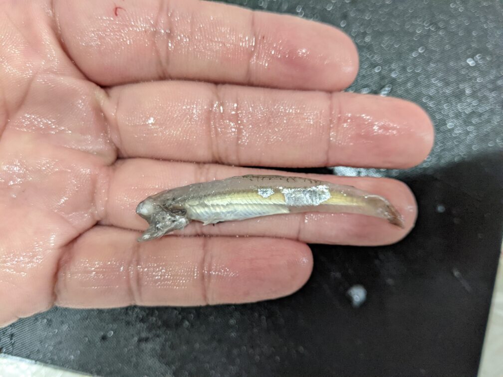 サバの胃袋から出てきたワカサギ