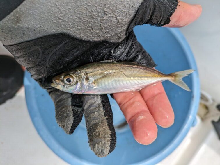 5月下旬にサビキで釣れたコアジ