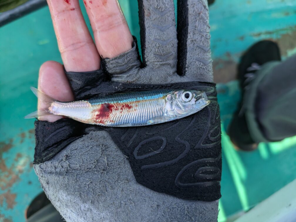 カツオ釣りの最中に引っかかったイワシ