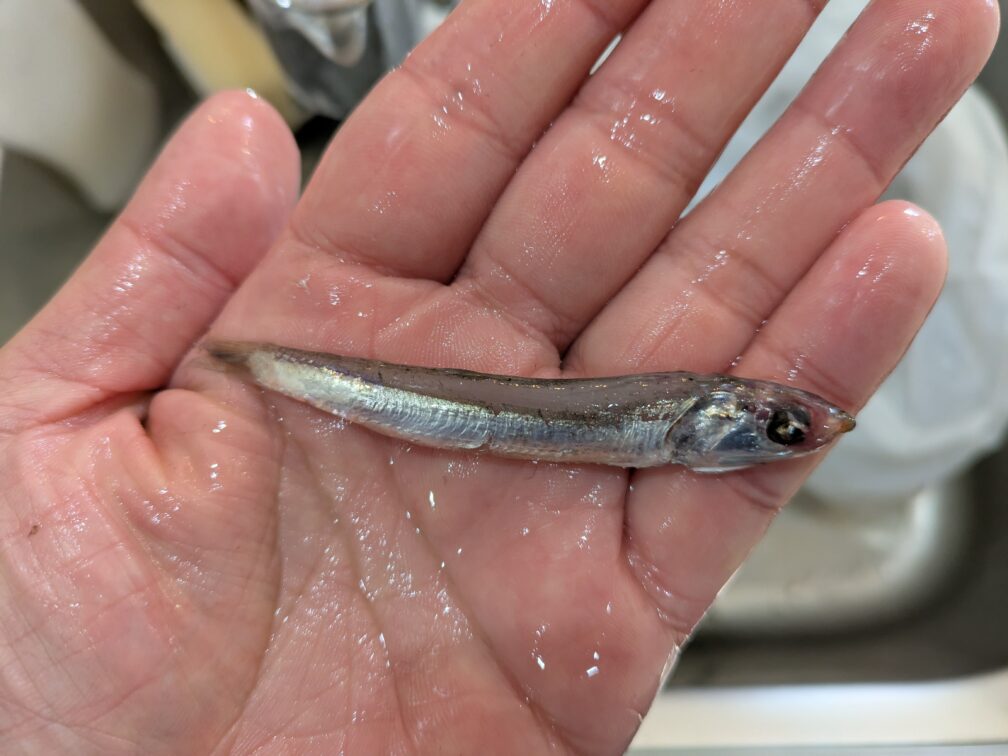 サバが吐き出したワカサギ