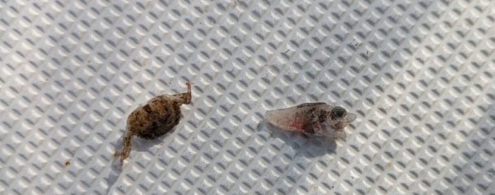 3月の相模湾のベイト(カニとハゼ?)