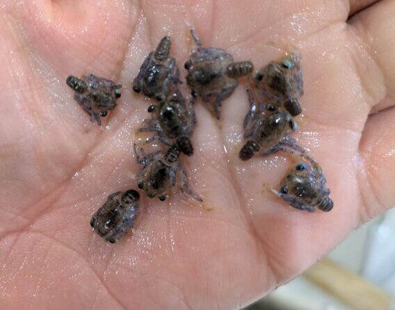 4月下旬の相模湾のベイト(メガロバ:カニの幼生)